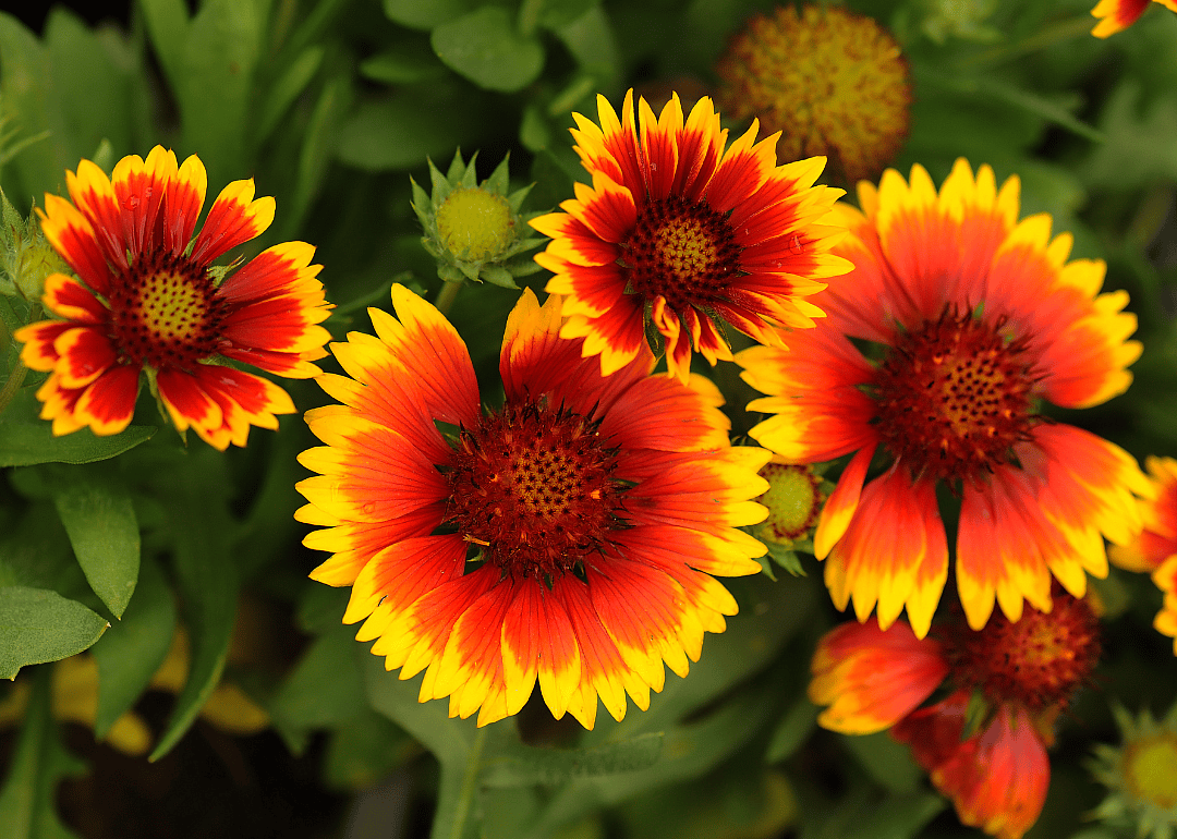 Bright orange and yellow firewheel flowers.