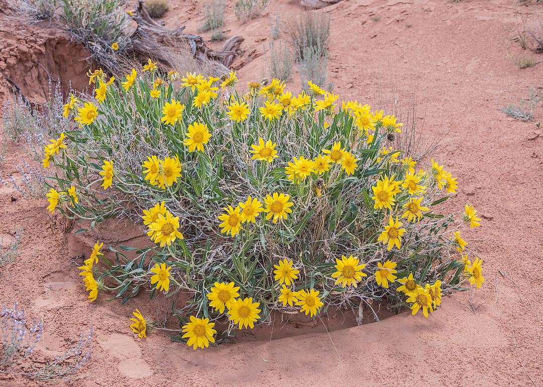 Yellow flower bush in a desert landscape.