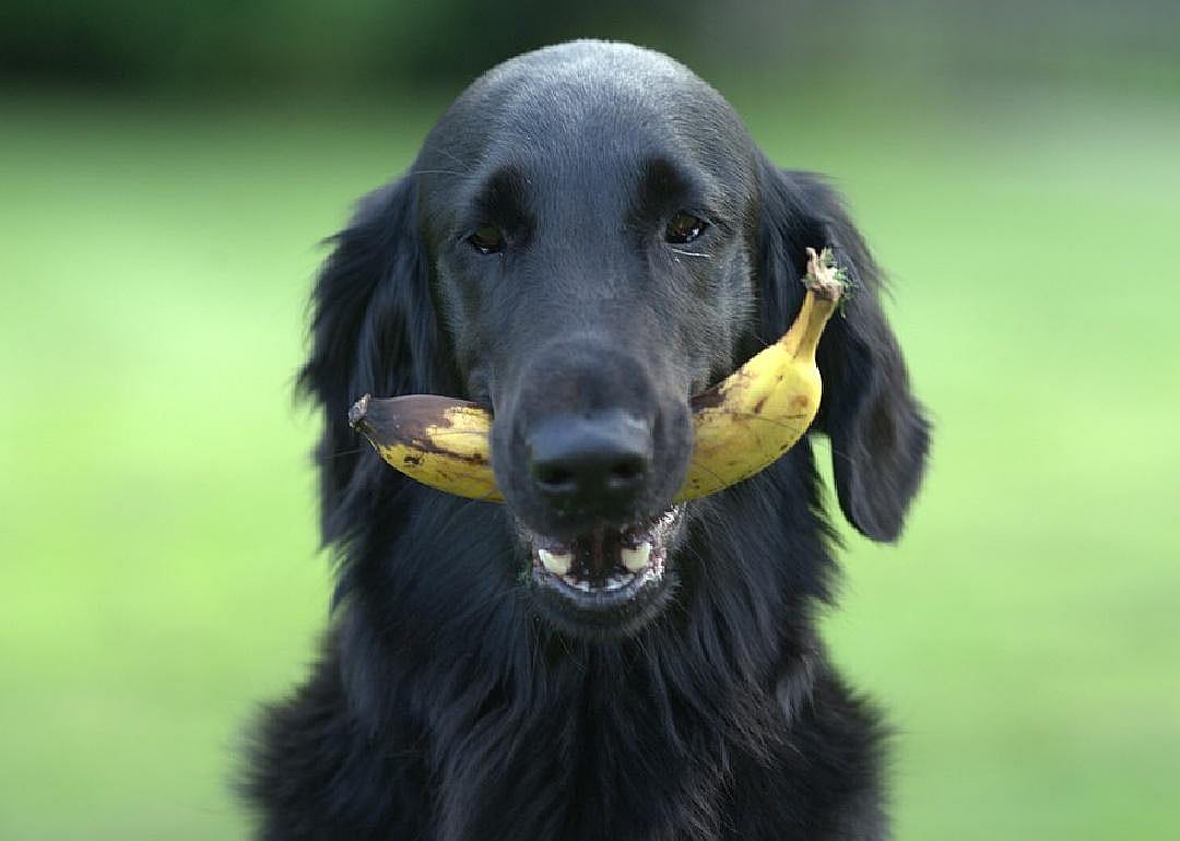 Yes: Bananas