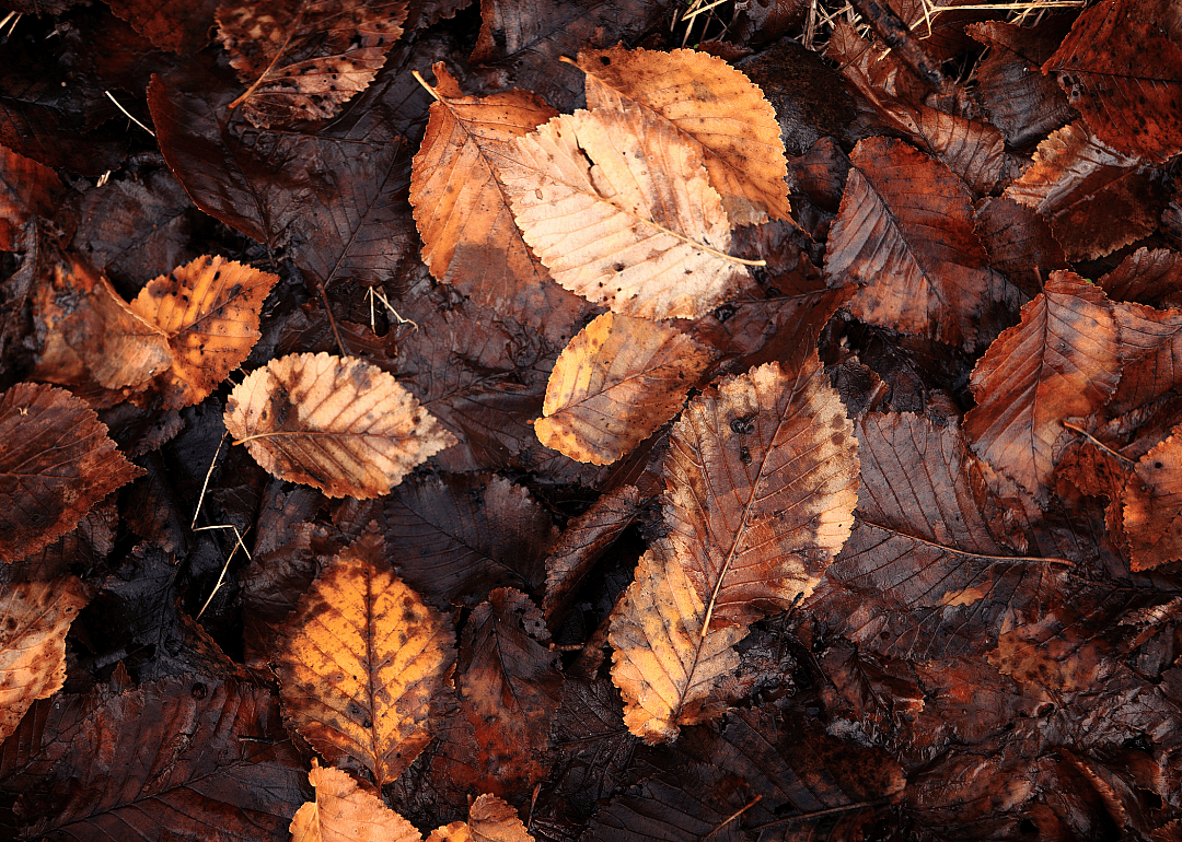 Spread a leaf mulch