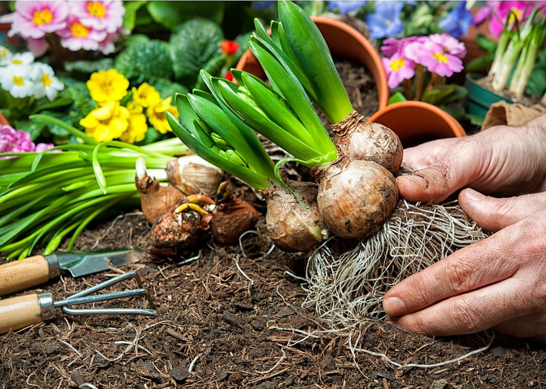 Get your bulbs in the ground