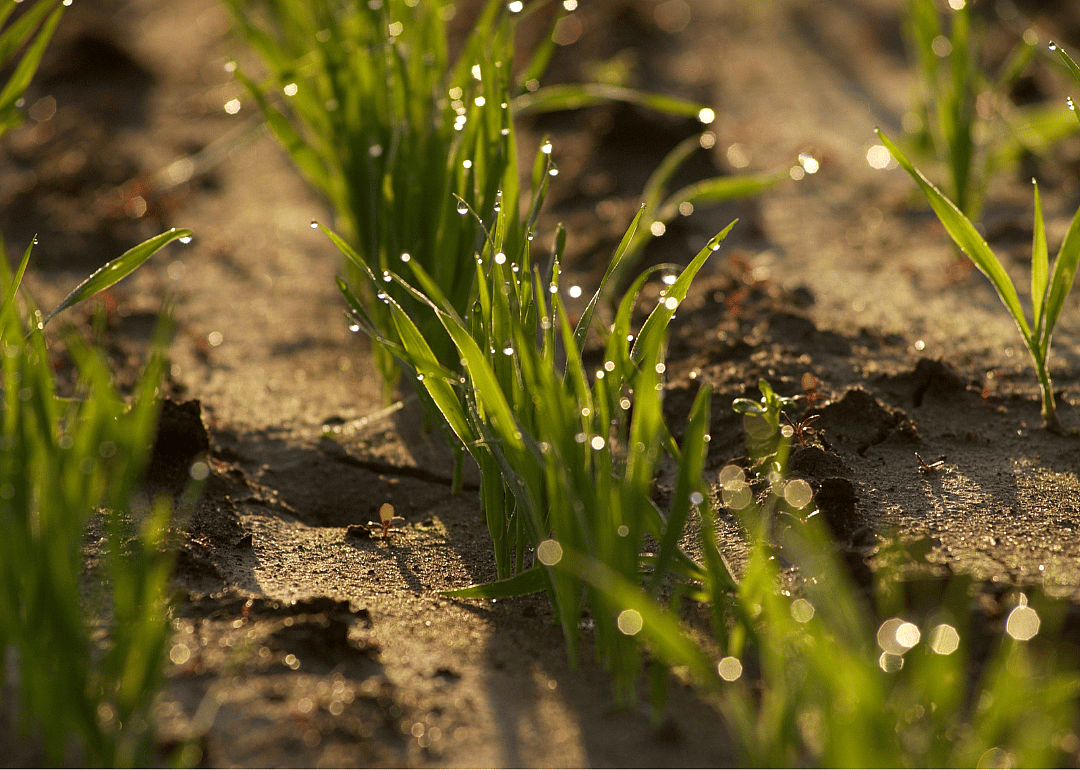 Sow cover crops