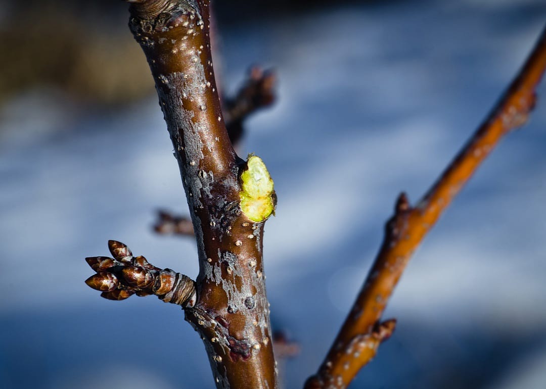 Prune trees and shrubs that bloom on old growth