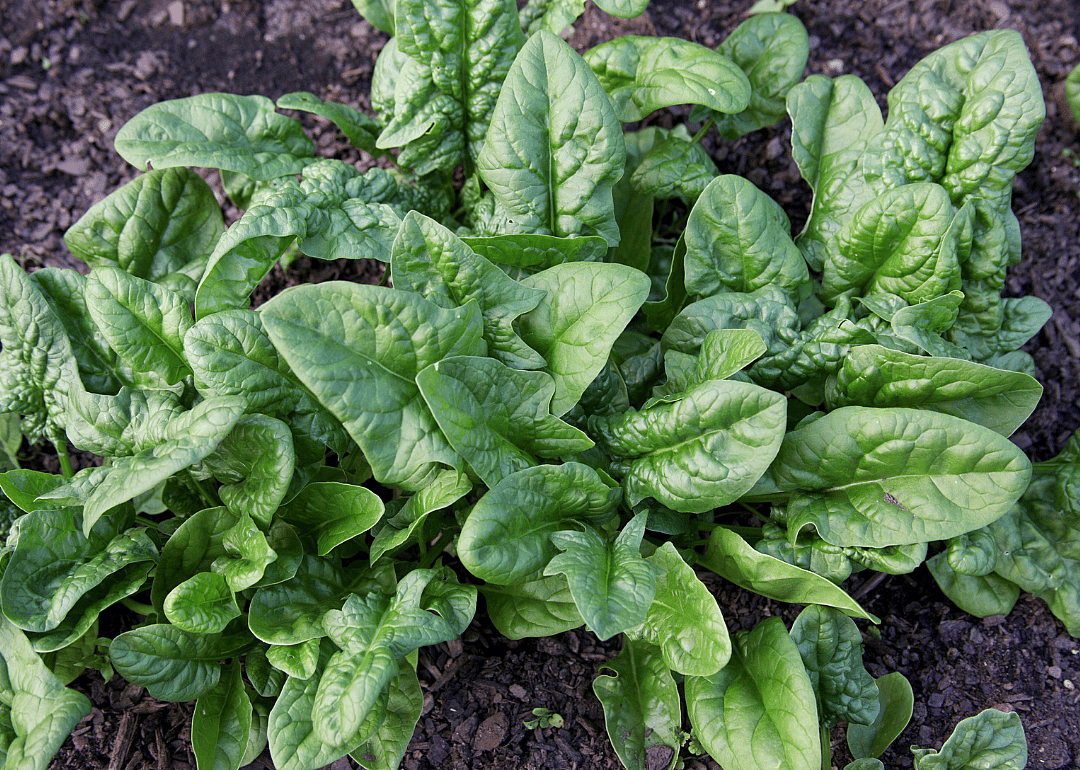 Start cold-hardy produce like onions and spinach just ahead of first frost