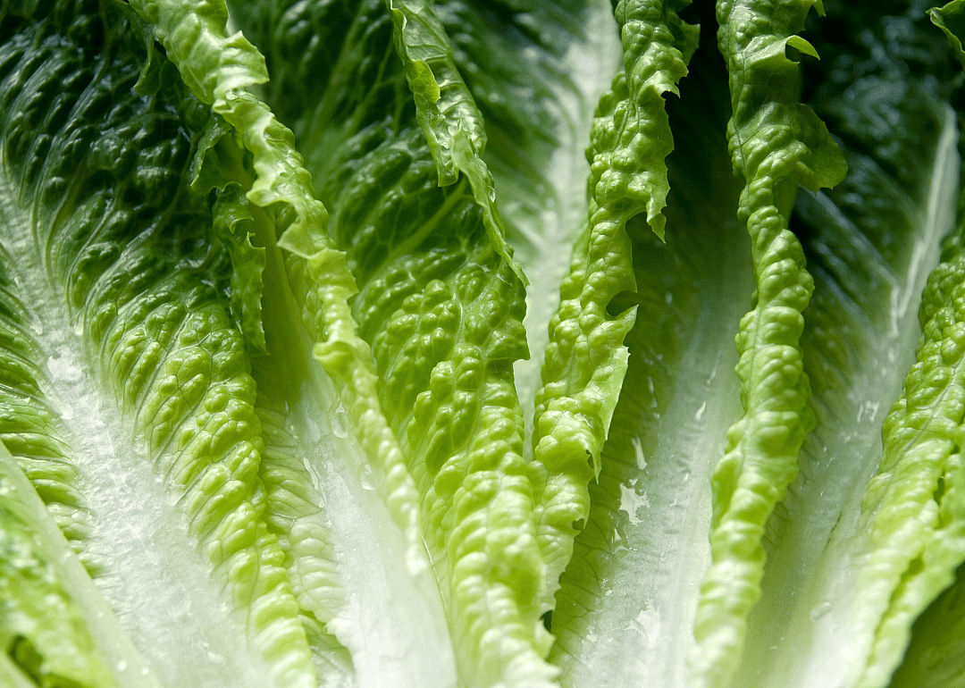 Romaine lettuce leaves