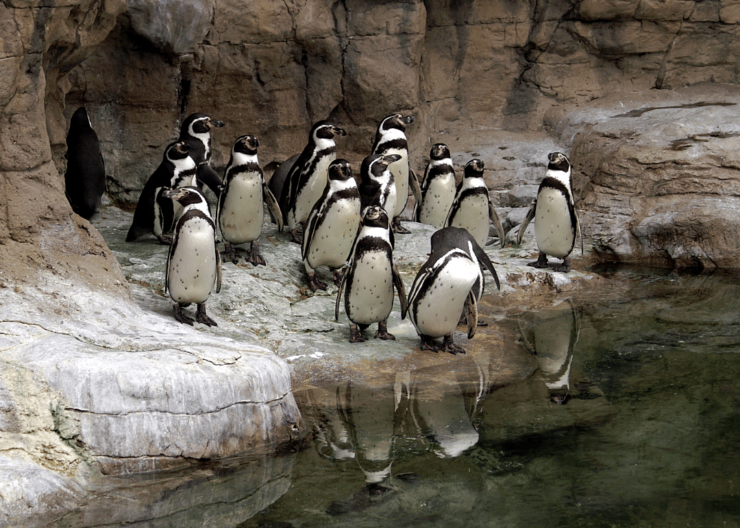 Zoos (accredited): 218