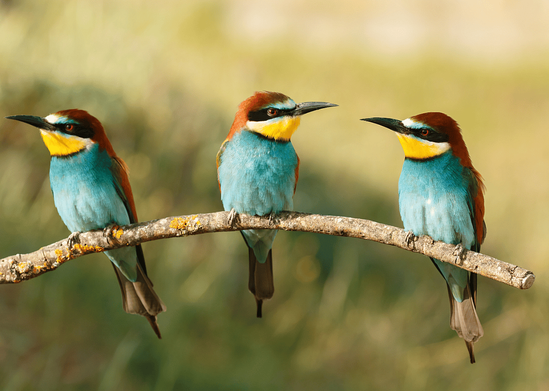 Birds: 1,147 species