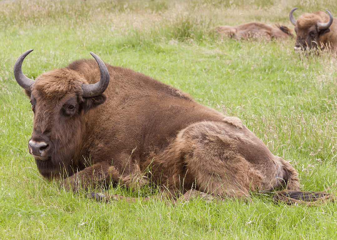 Bison: 500,000