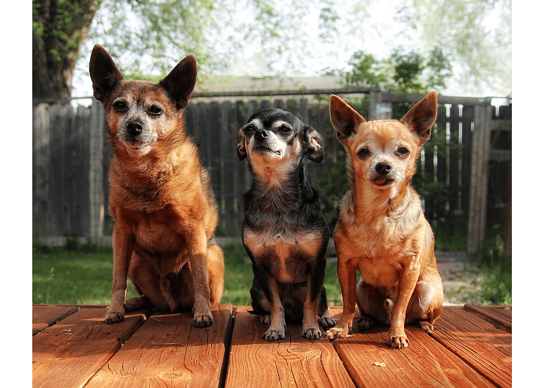 Dogs: 76.8 million