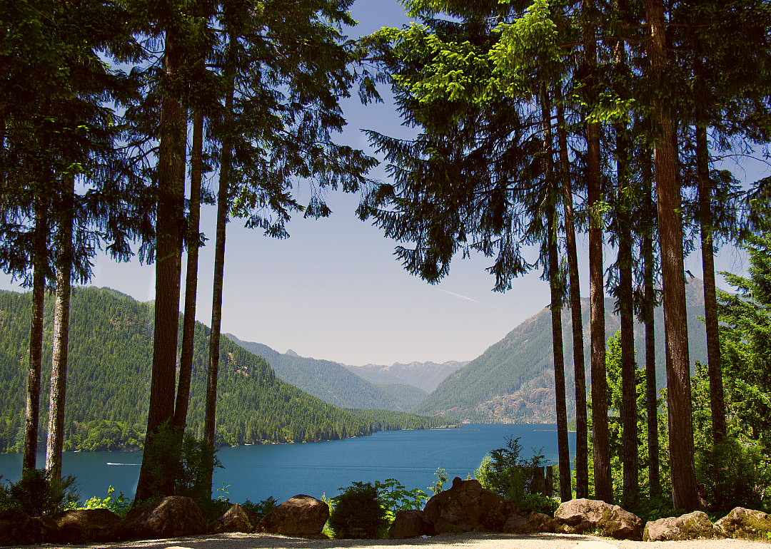 Trees: 228 billion
