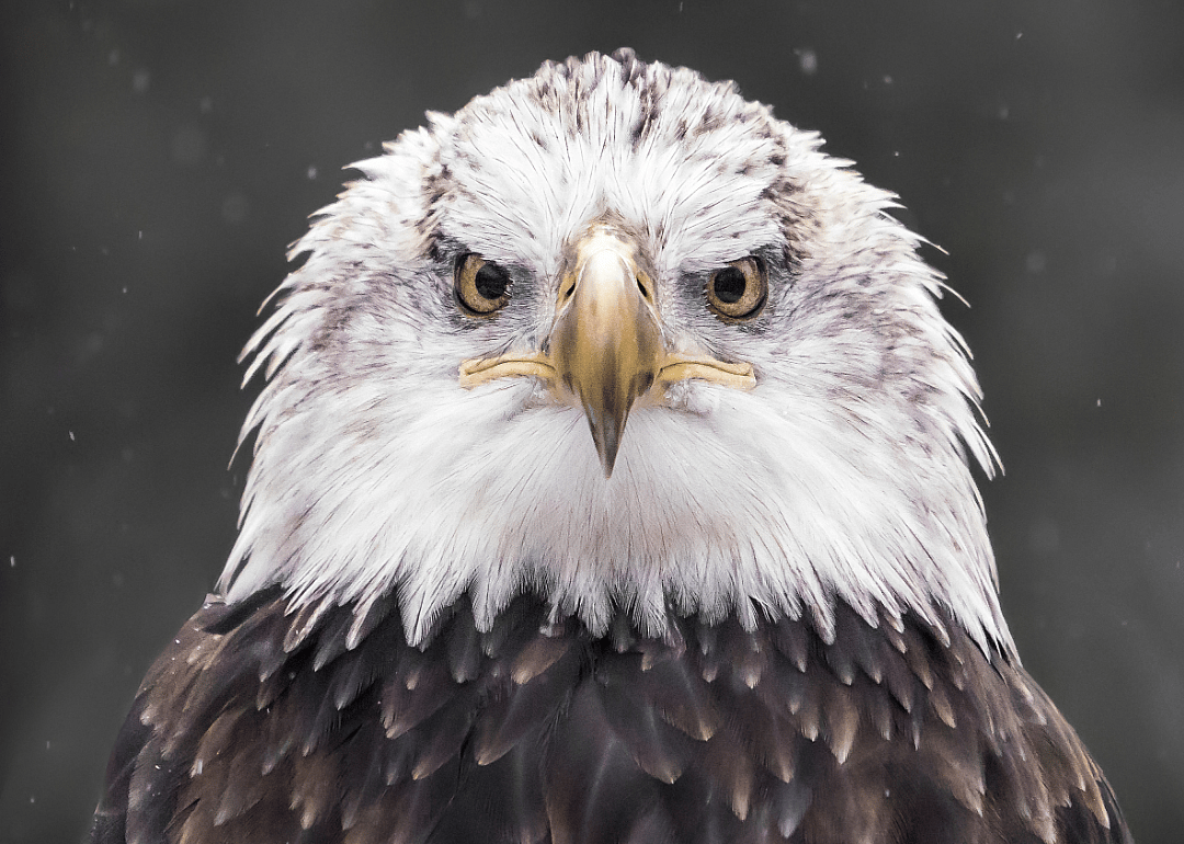 Bald eagles: 9,789 nesting pairs