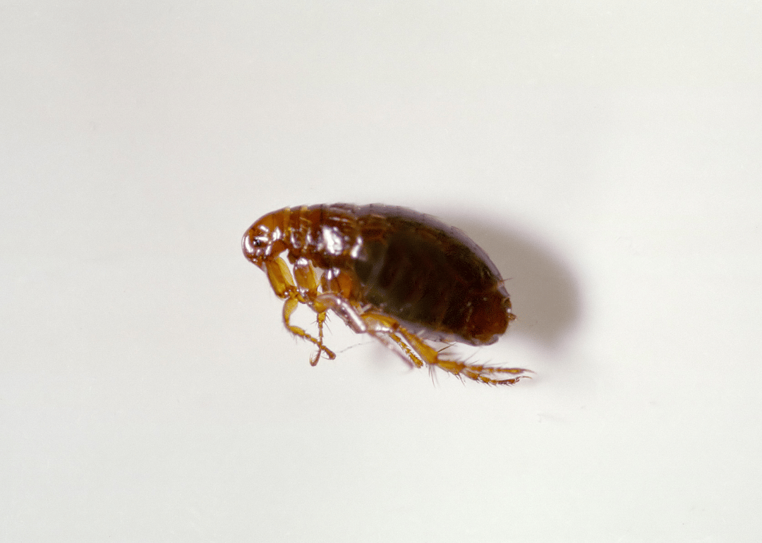 Answer #5: What are fleas?