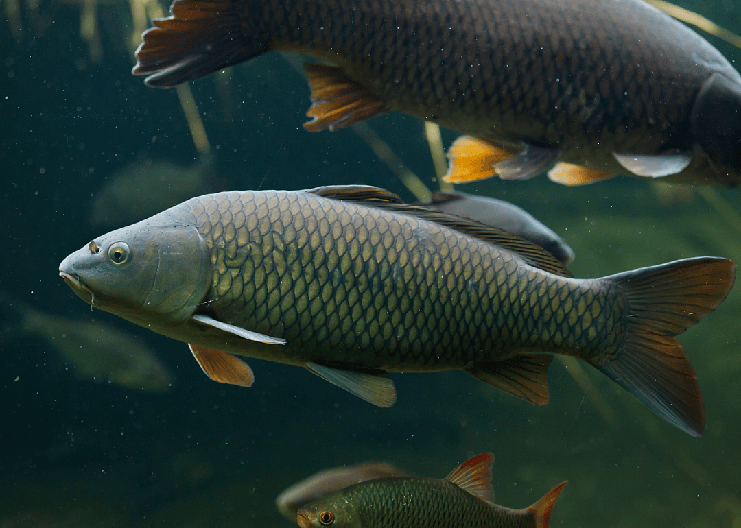 Answer #7: What is carp?