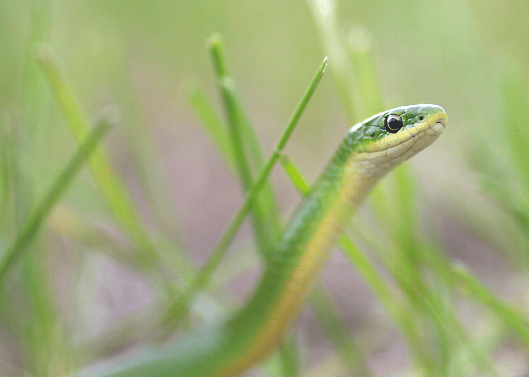 Answer #12: What is a snake?