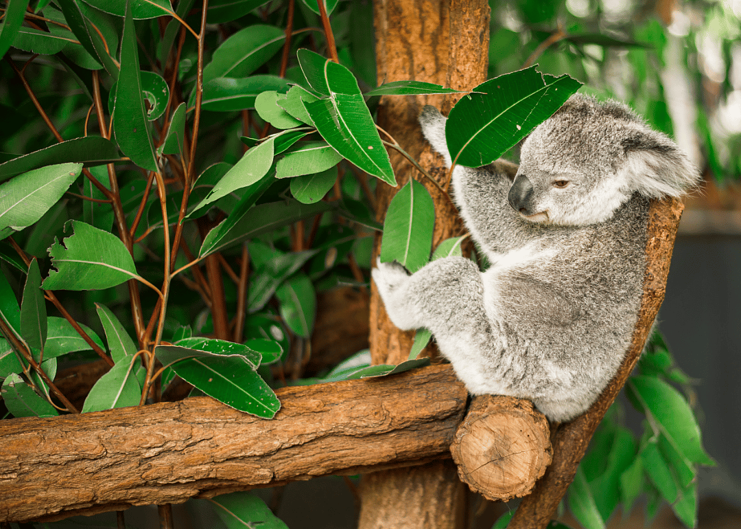 Answer #13: What is eucalyptus?