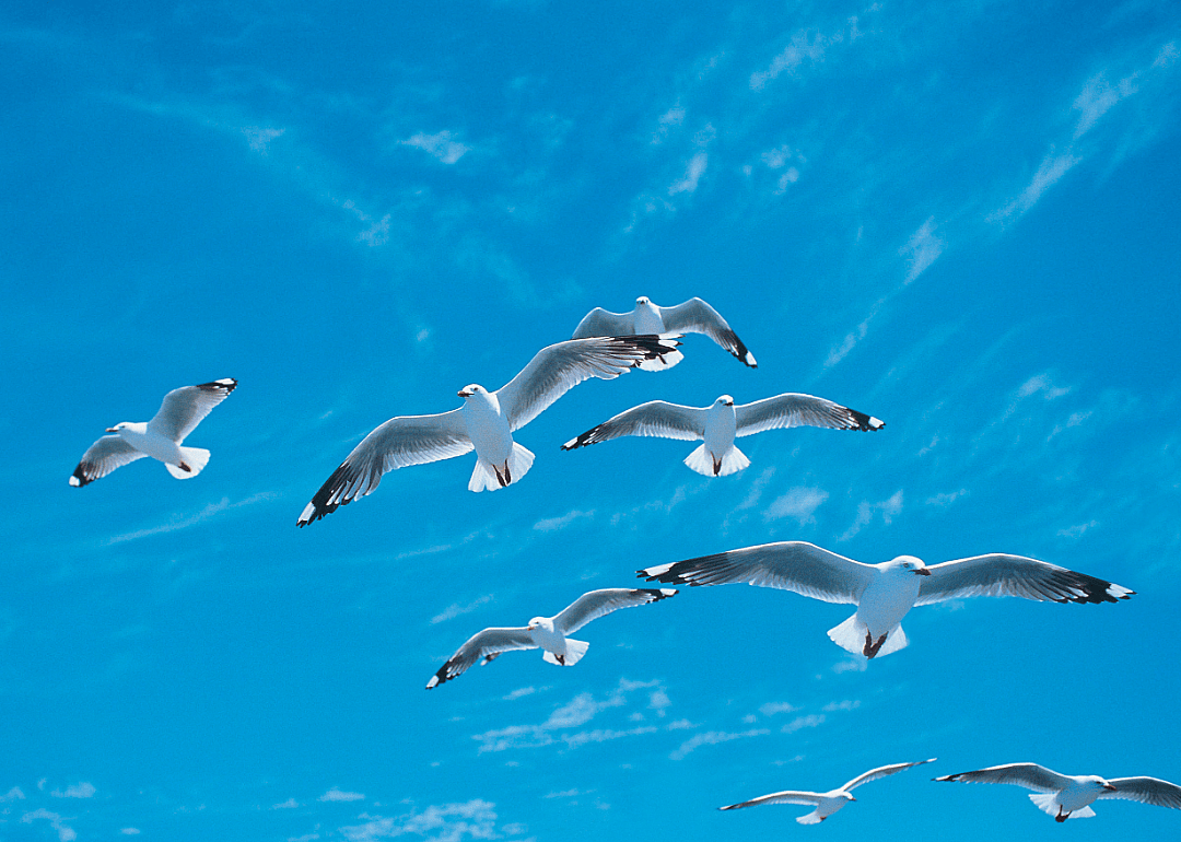 Answer #20: What are seagulls?
