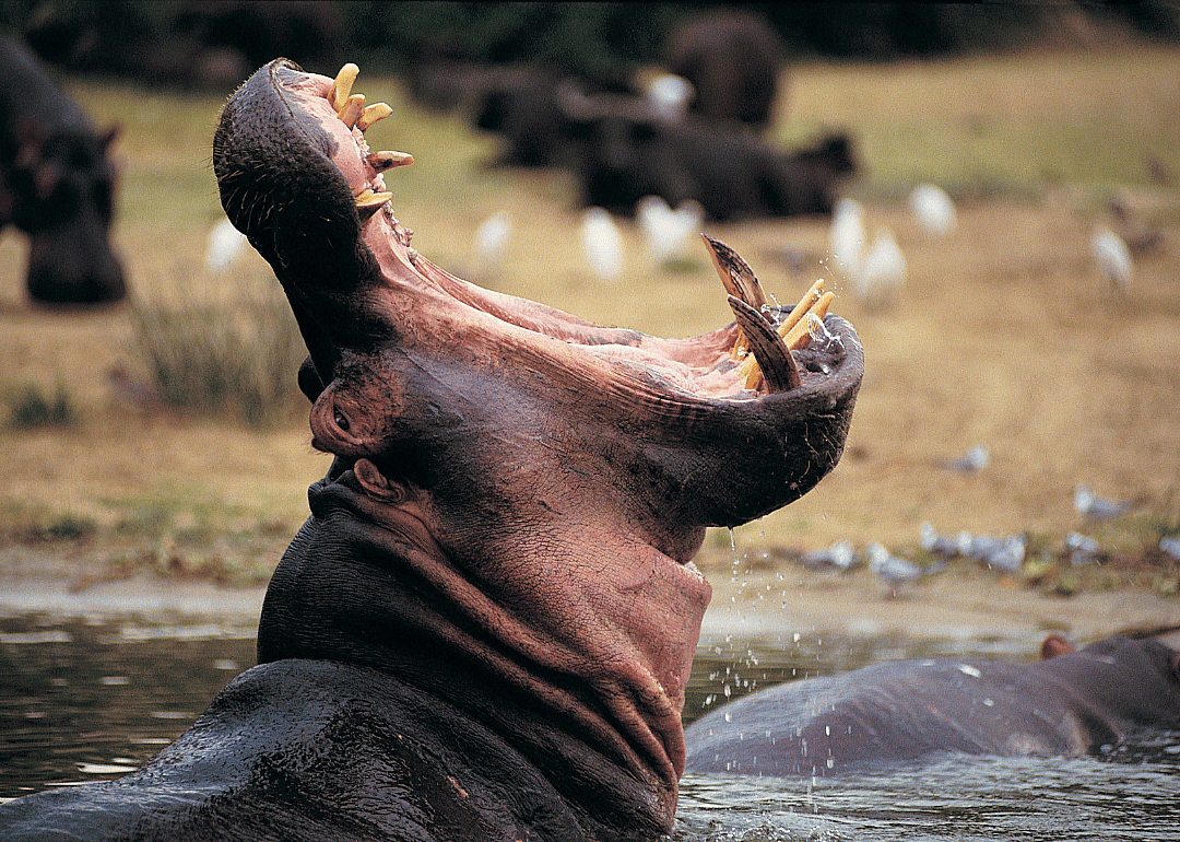 Answer #23: What is a hippopotamus?