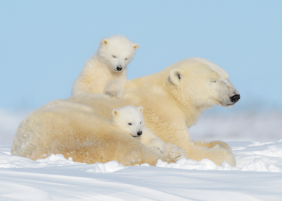 Answer #24: What is the polar bear?
