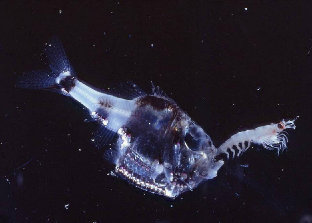 Deep-sea hatchetfish