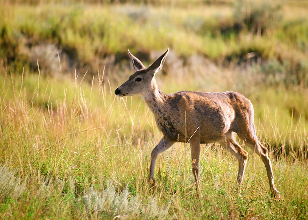 Small deer walking in tall grass.