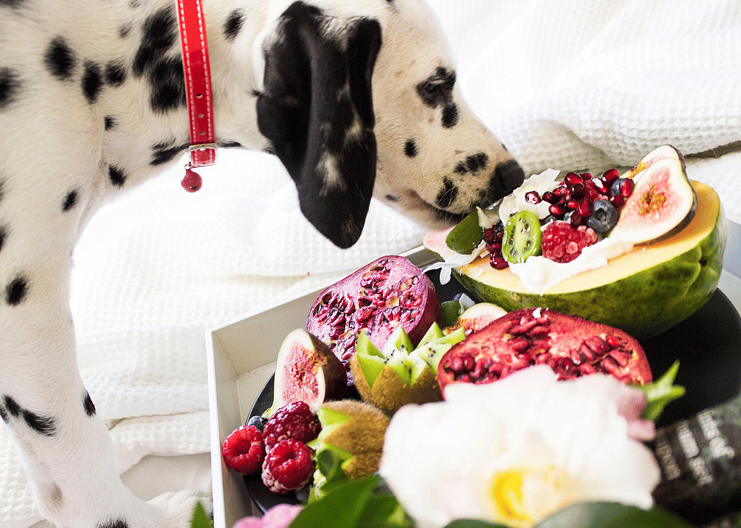 Dog eating fresh fruit.
