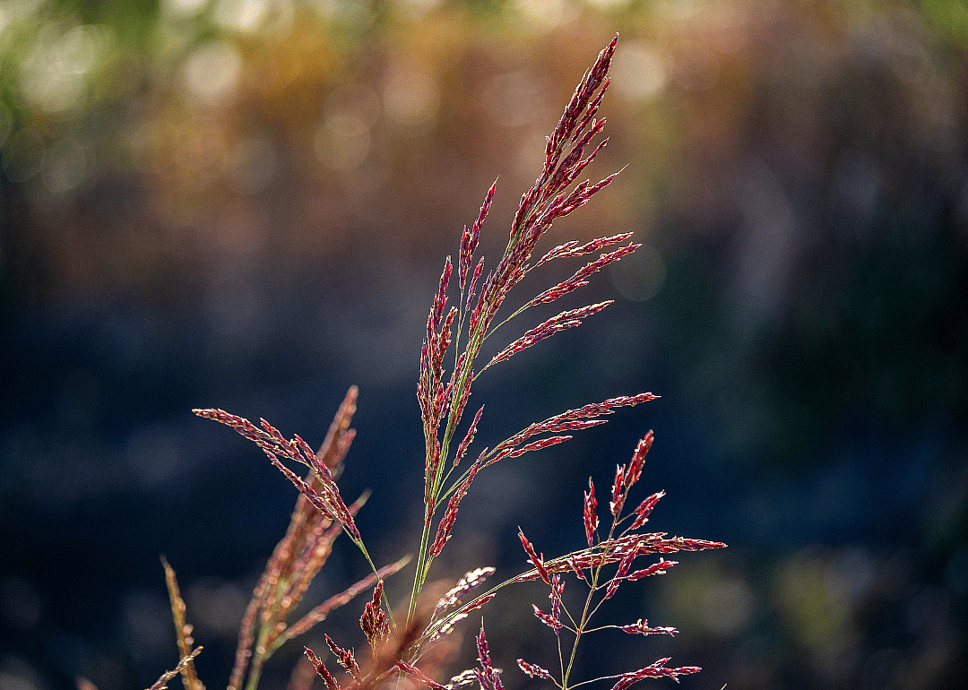Red Johnsongrass in fall.
