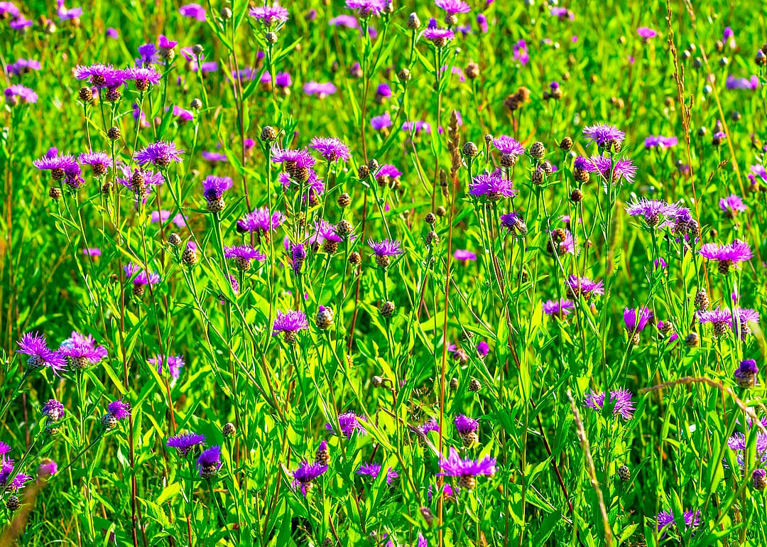 Russian Knapweed blooming in field.