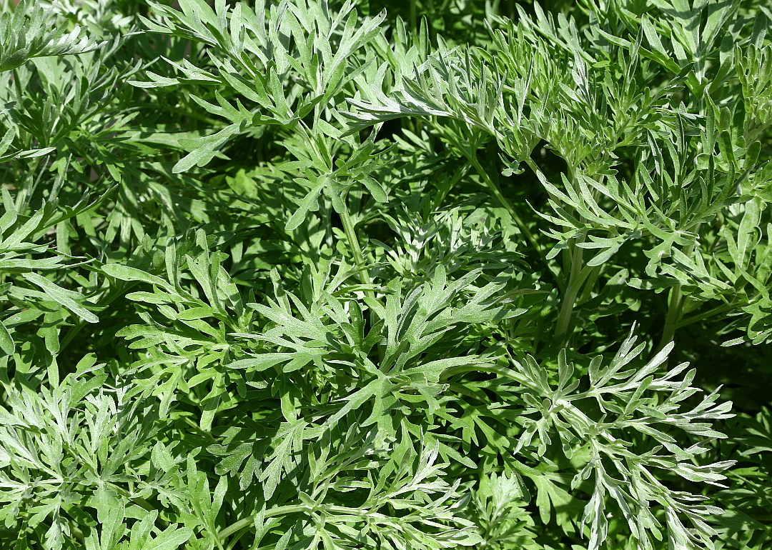 Lush absinthe wormwood.