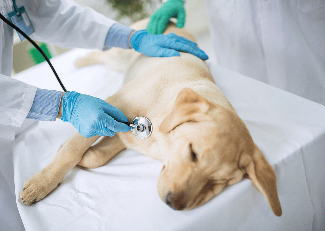 Kennel cough
