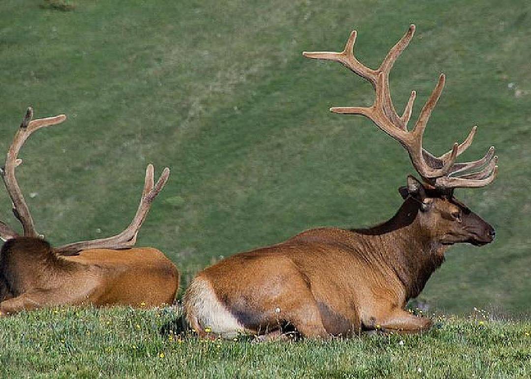 Elk