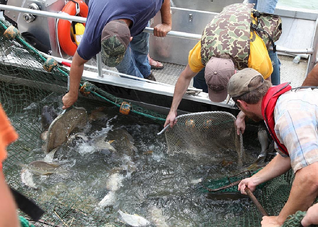 Springfield, IL: Carp Cowboys