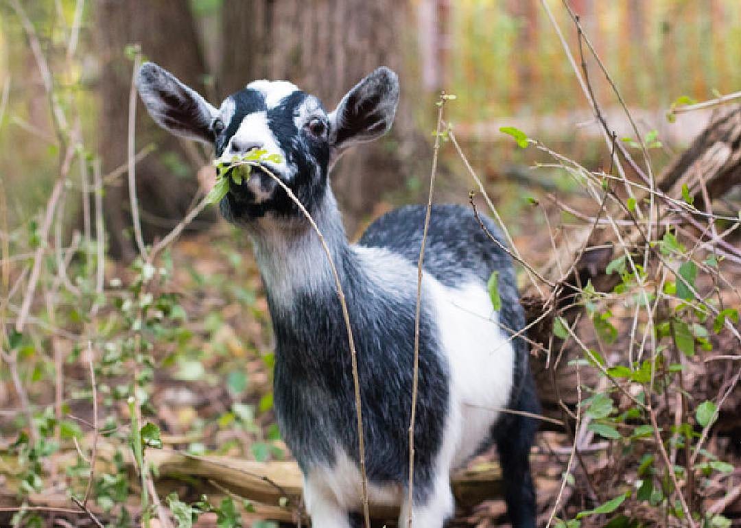 Kaukauna, WI: Goats