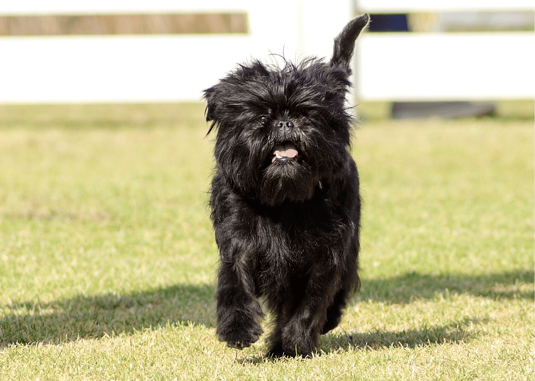 #14. Affenpinscher