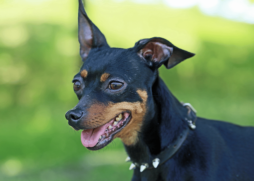#17. Miniature pinscher