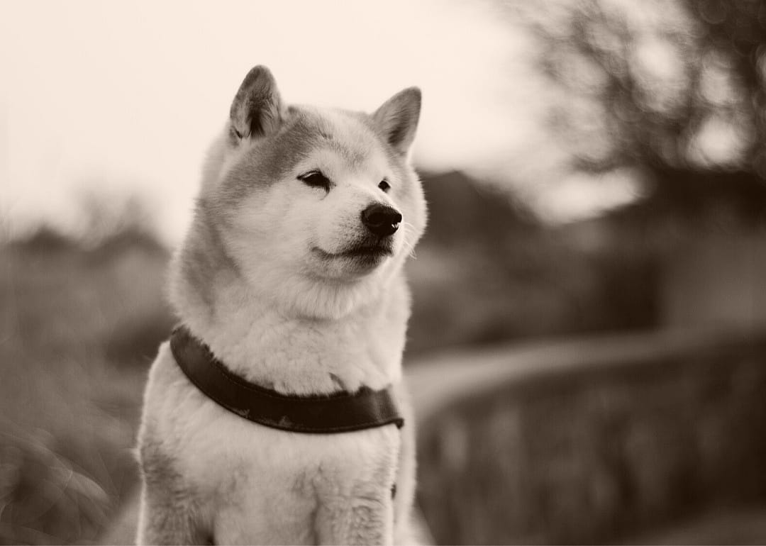 #42. Shiba Inu