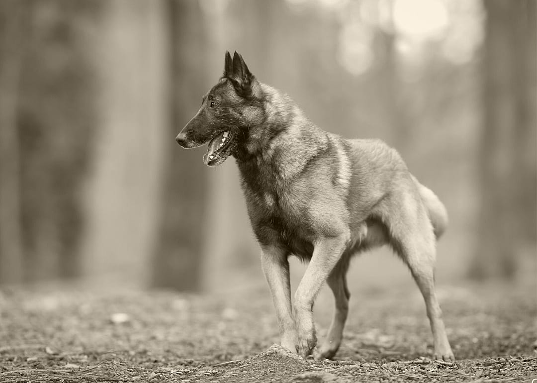#33. Belgian Malinois