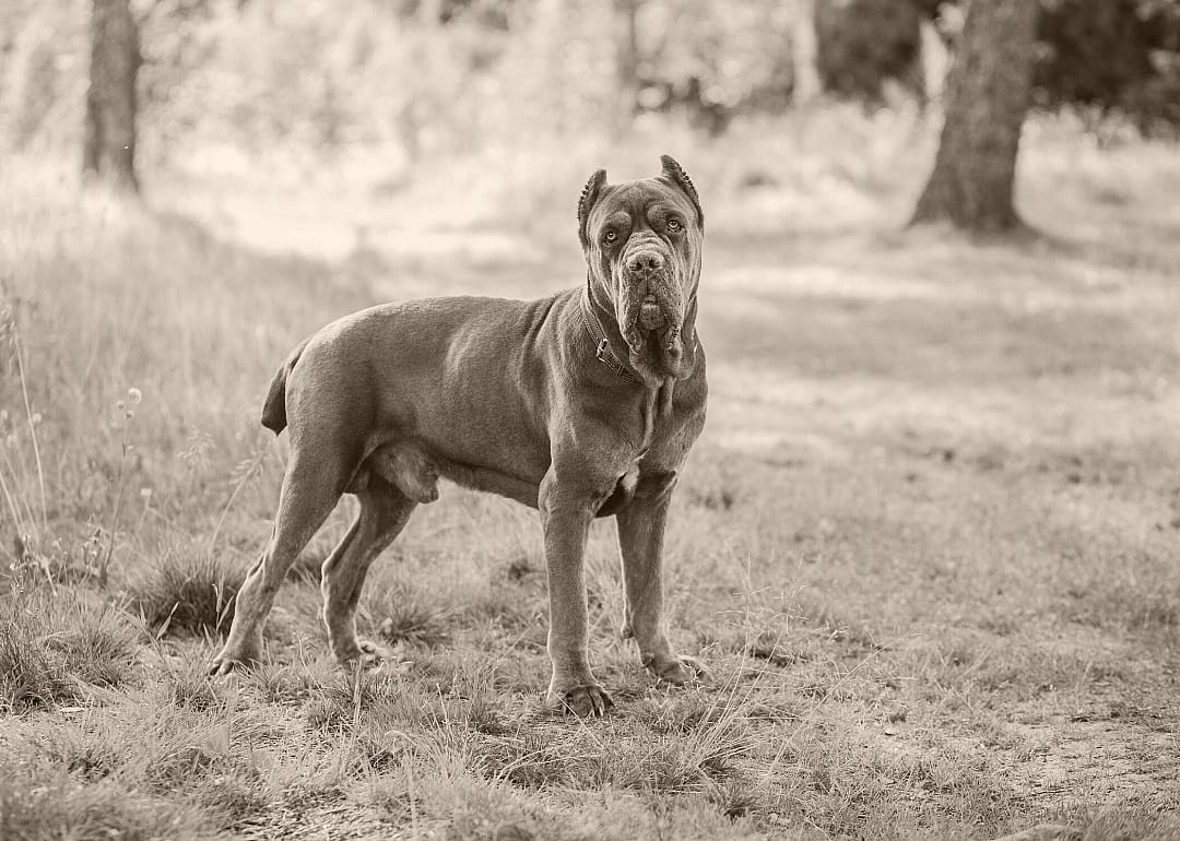 #14. Cane corso