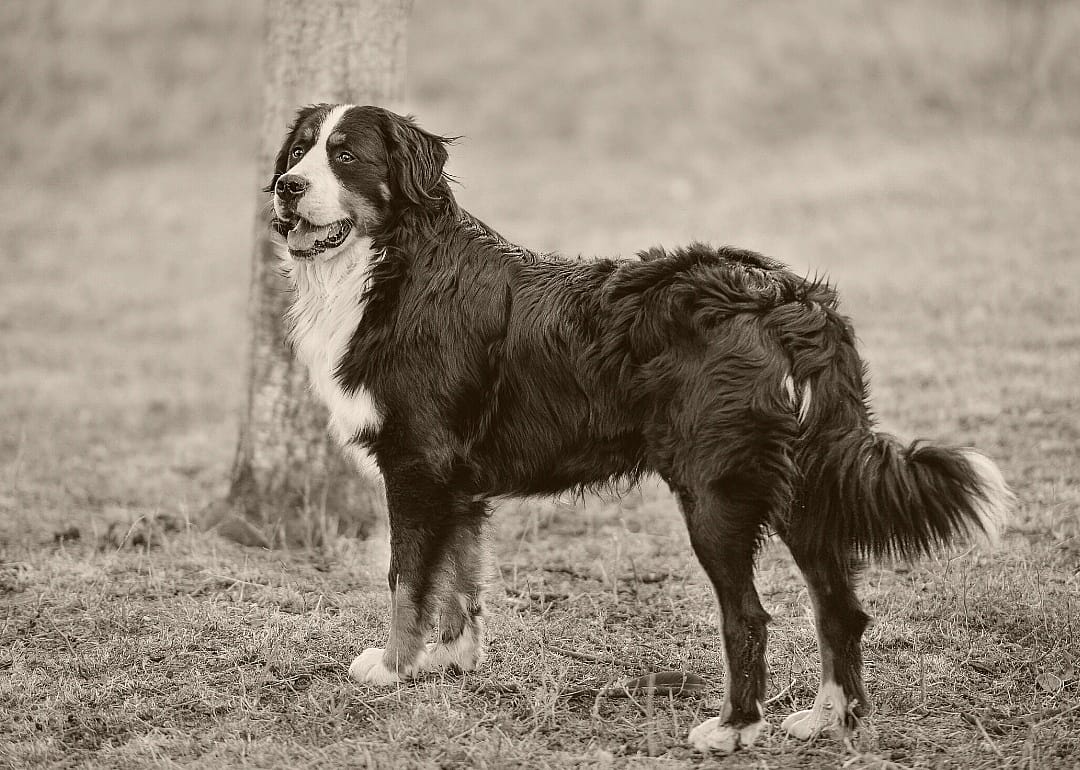 #19. Bernese mountain dog