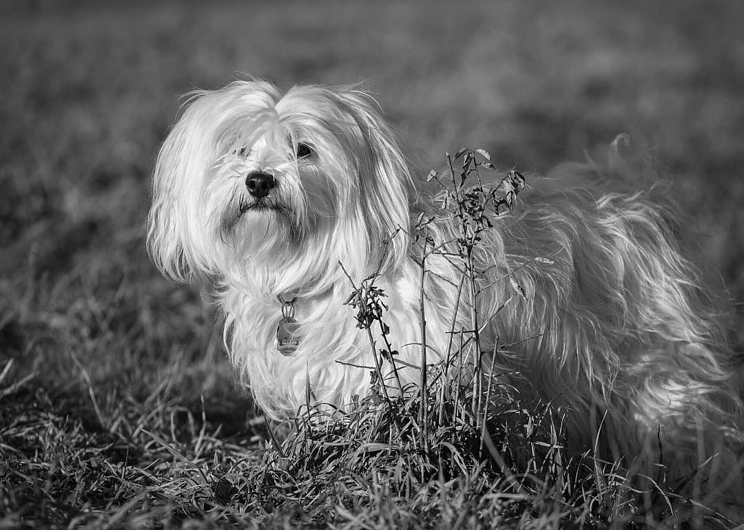 #25. Havanese