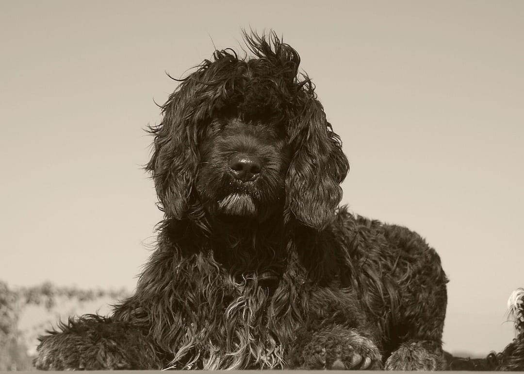 #45. Portuguese water dog