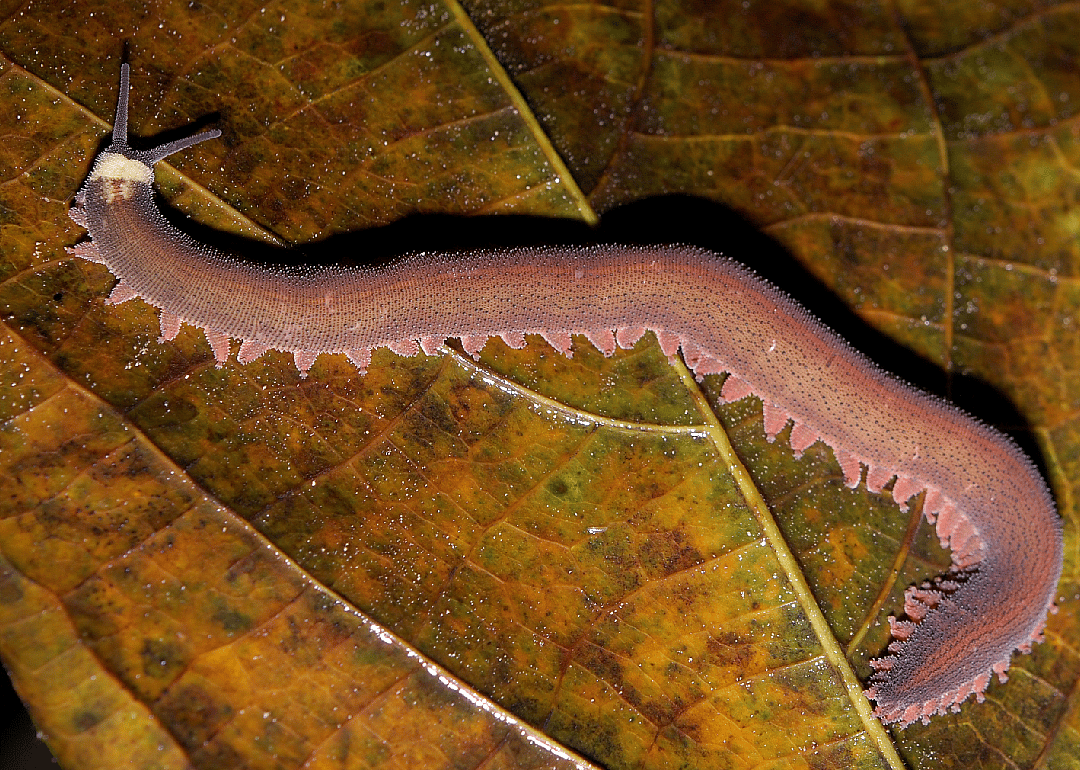 Velvet worms
