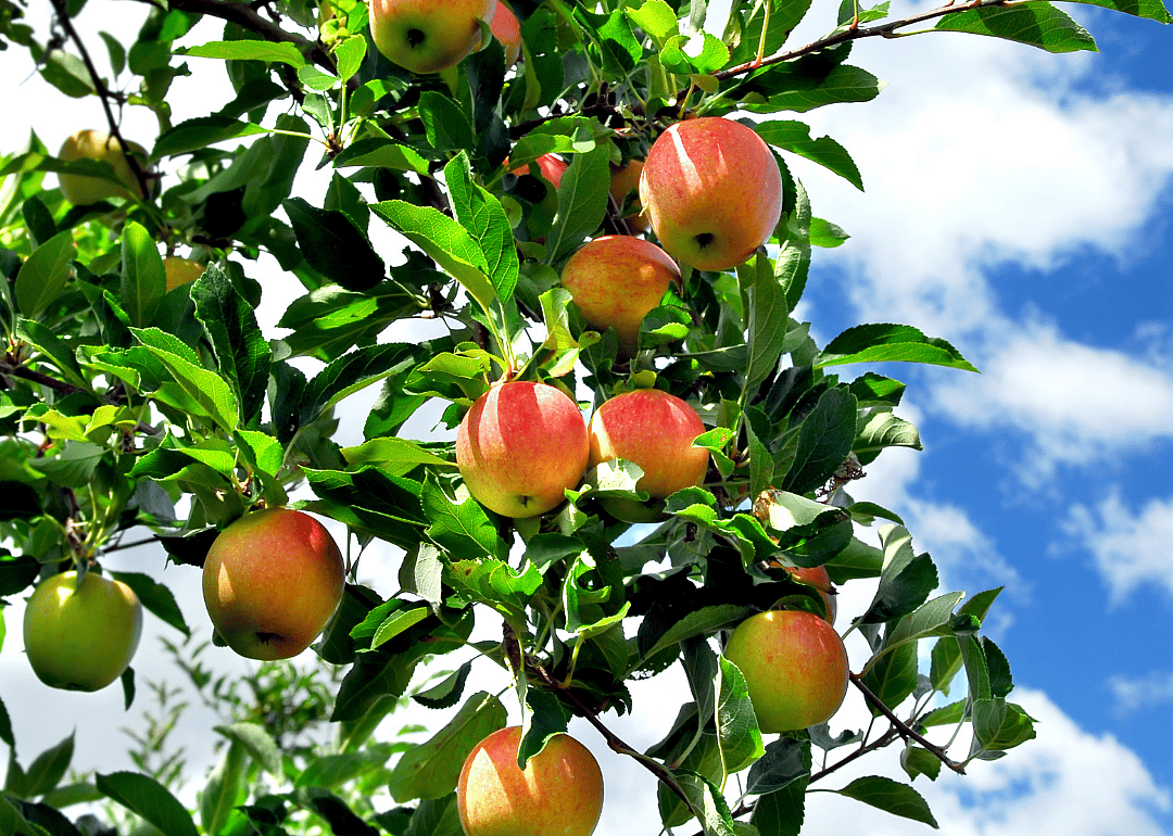 An apple