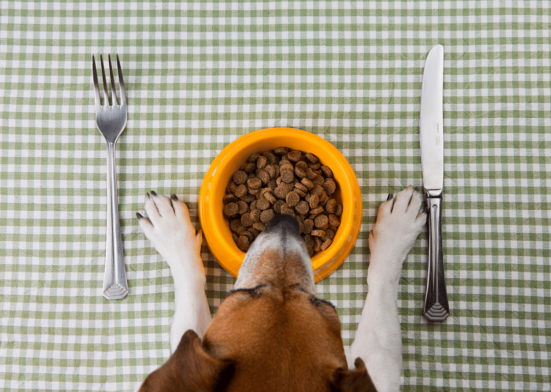 $1 worth of pet food