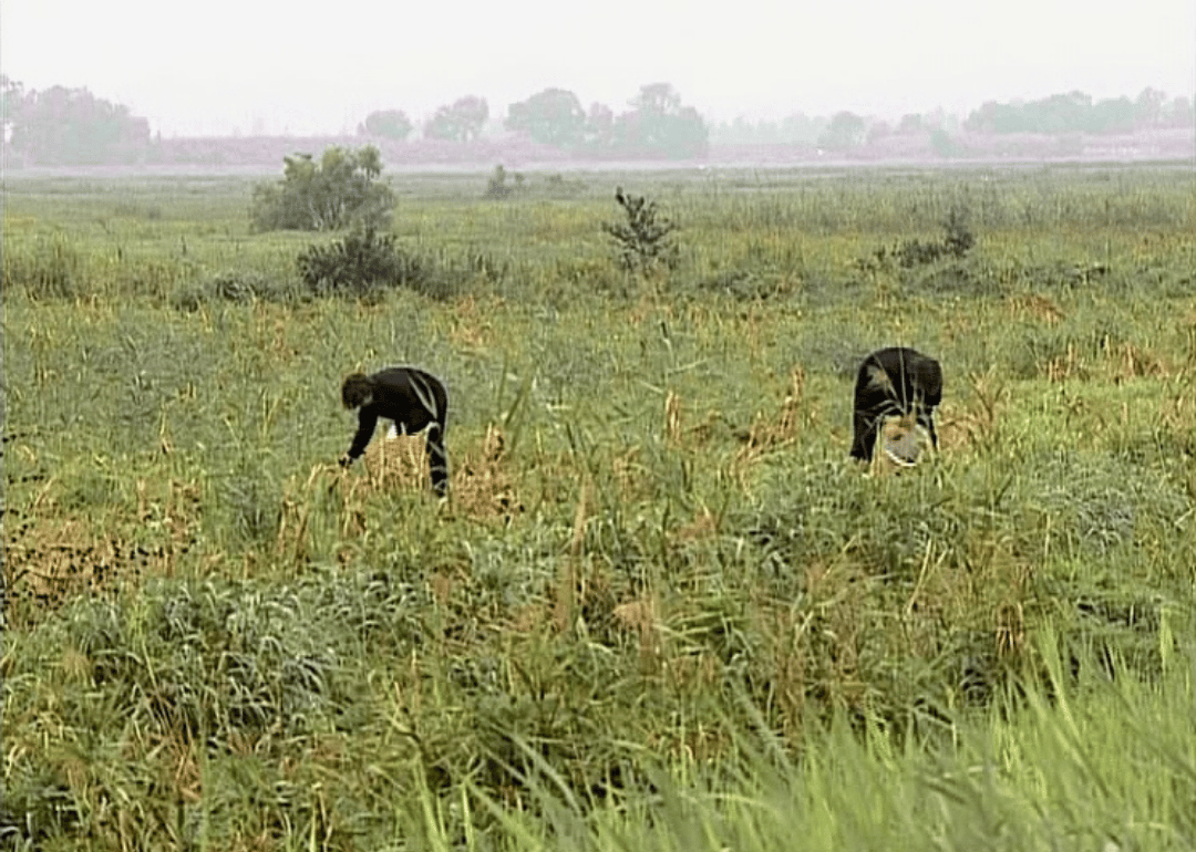 #31. The Gleaners & I (2000)
