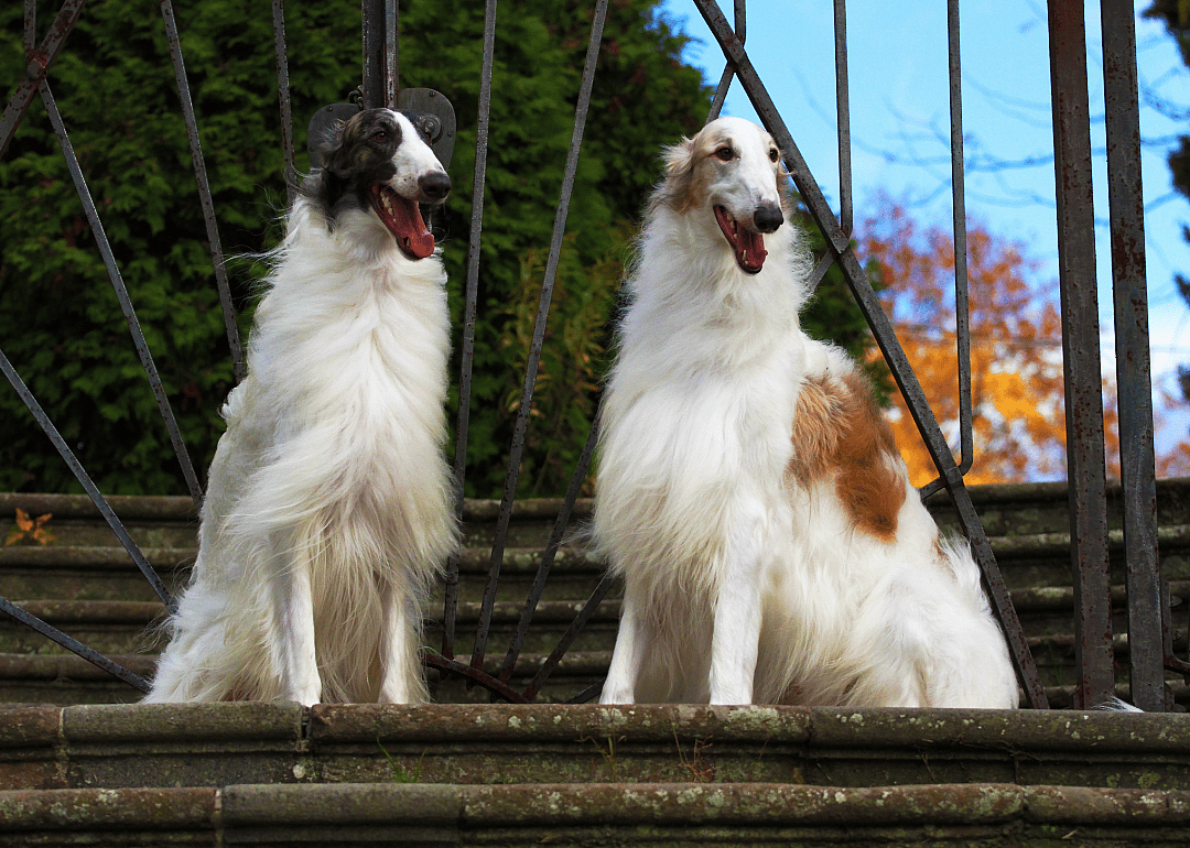 #25. Borzoi