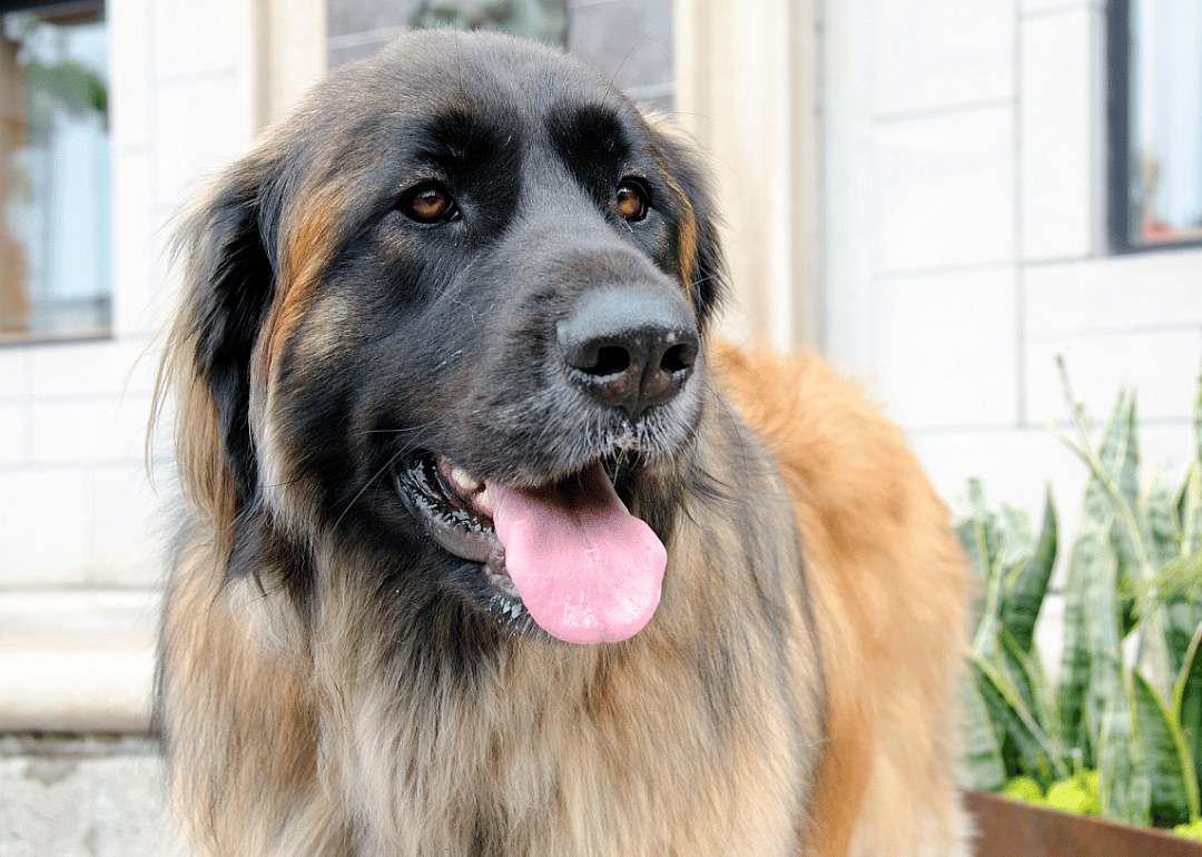 #22. Leonberger