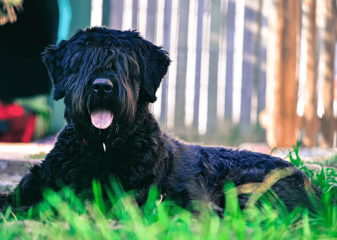 #24. Bouvier des Flandres