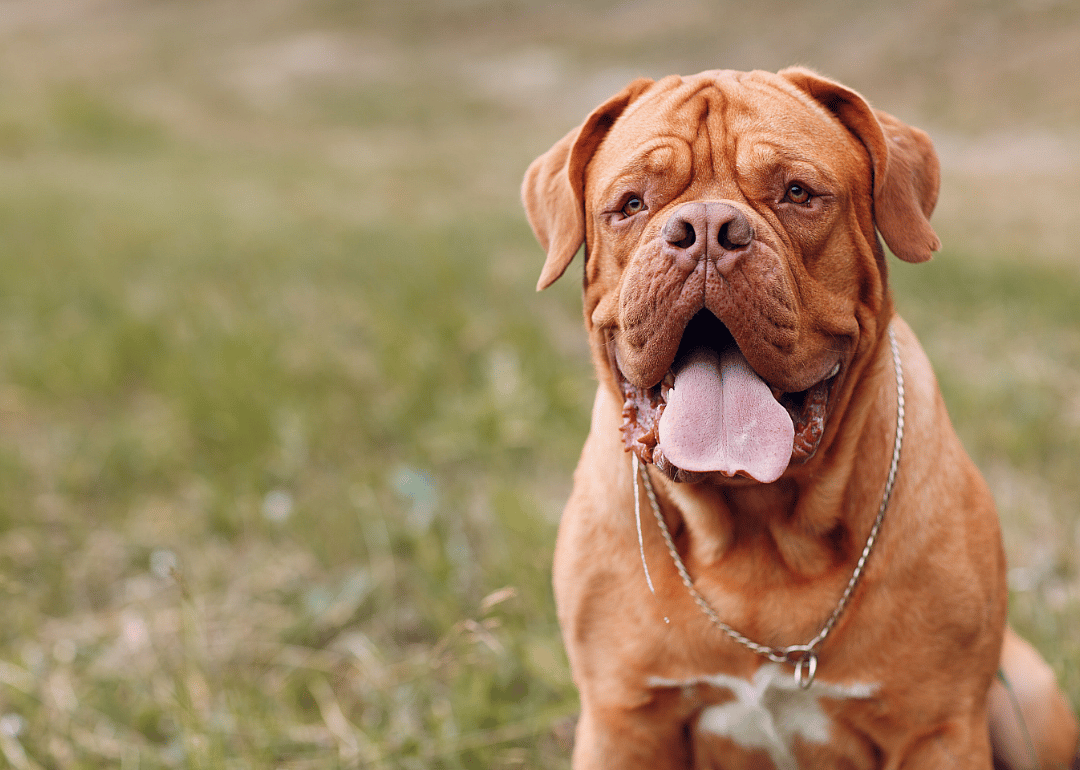 #21. Dogue de Bordeaux