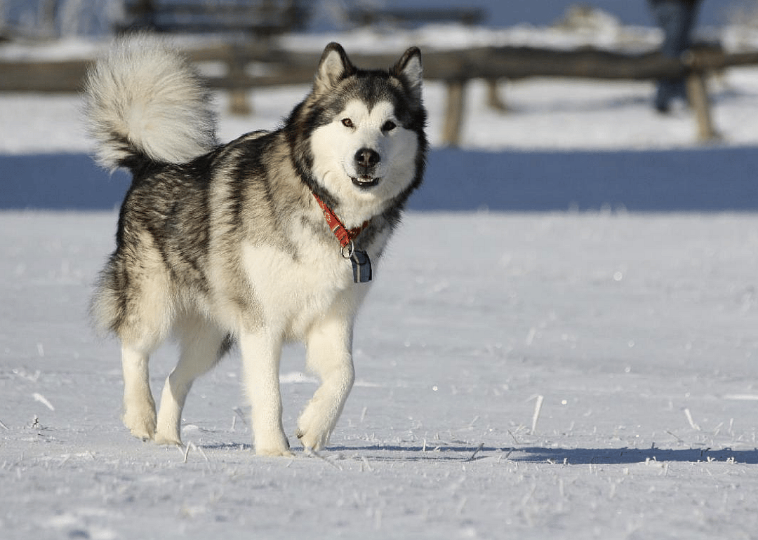 #18. Alaskan Malamute