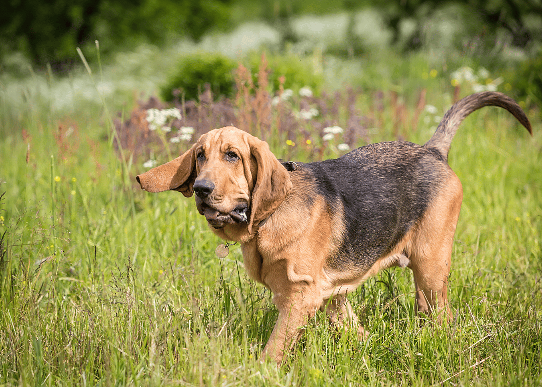 #12. Bloodhound